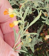 Hermannia diversistipula diversistipula