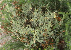 Hermannia diversistipula diversistipula