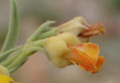 Hermannia diversistipula diversistipula