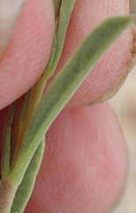 Hermannia diversistipula diversistipula