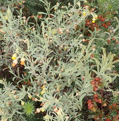 Hermannia diversistipula diversistipula