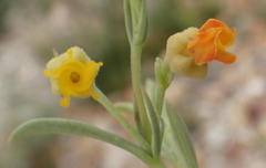 Hermannia diversistipula diversistipula