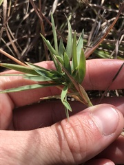 Dichanthelium scribnerianum
