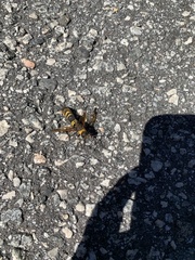 Eriotremex formosanus