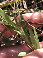 Dichanthelium scribnerianum