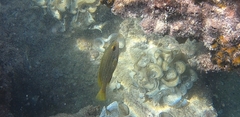 Plectorhinchus polytaenia