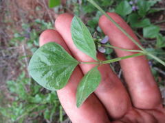 Dolichos decumbens