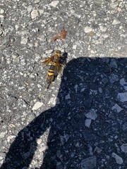 Eriotremex formosanus