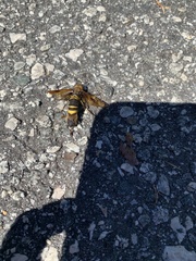 Eriotremex formosanus