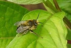 Anthophora terminalis