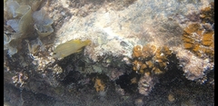 Plectorhinchus polytaenia