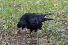 Corvus frugilegus
