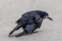 Corvus frugilegus