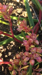 Crassula decumbens