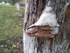 Fomes fomentarius