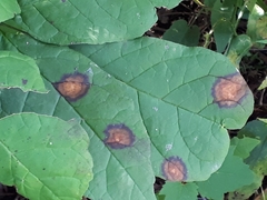 Parallelodiplosis subtruncata