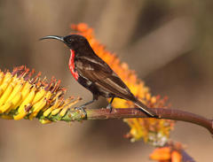 Chalcomitra senegalensis gutturalis
