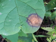 Parallelodiplosis subtruncata