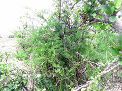 Asparagus multiflorus