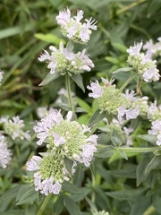 Pycnanthemum verticillatum