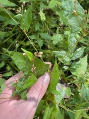 Persicaria arifolia