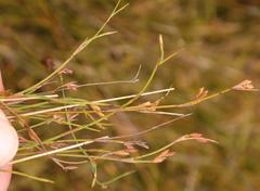 Platycaulos subcompressus