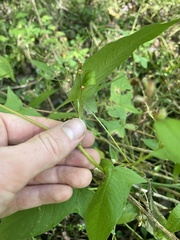 Persicaria arifolia