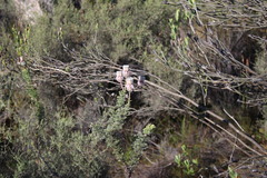 Serruria reflexa