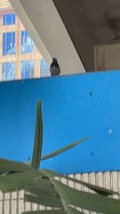 Columba livia domestica