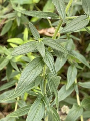 Pycnanthemum verticillatum