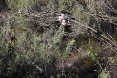 Serruria reflexa