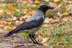 Corvus cornix