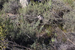 Serruria reflexa