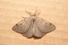 Dasypteroma thaumasia