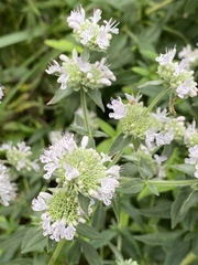 Pycnanthemum verticillatum
