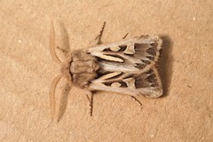 Eucoptocnemis optabilis