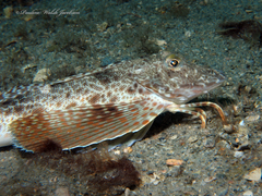 Prionotus scitulus