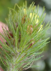 Aspalathus alopecurus