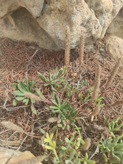 Plantago macrorhiza