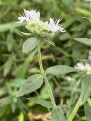 Pycnanthemum verticillatum