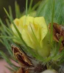 Aspalathus alopecurus