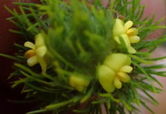 Aspalathus alopecurus