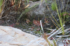 Drosera trinervia