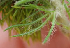 Aspalathus alopecurus