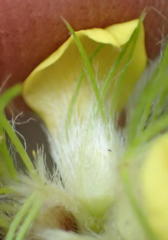 Aspalathus alopecurus