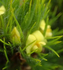 Aspalathus alopecurus