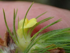 Aspalathus alopecurus