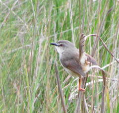 Prinia subflava pondoensis