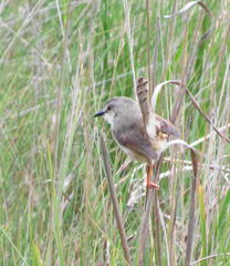 Prinia subflava pondoensis