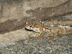 Bufotes viridis viridis